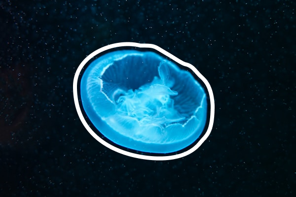 The Solution We Offer